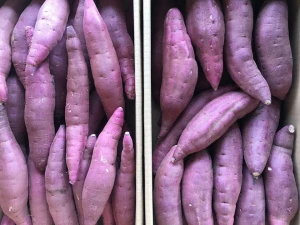 Low heat healthy Japanese snacks fresh sweet potatoes for wholesale