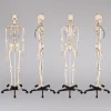 Medical Quality Human Skeleton Model -  Life Sized - 180 cm with Metal Base