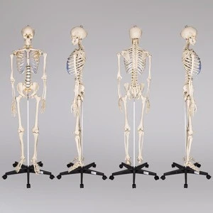 Medical Quality Human Skeleton Model -  Life Sized - 180 cm with Metal Base