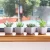 Import Mini Artificial succulents plant bonsai artificial flower creative ornamental plant with  square pots from China