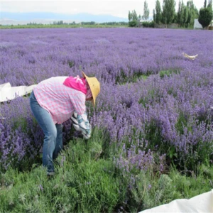 Natural Dried Organic Lavender Buds Flowers Herb Tea