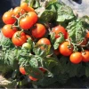 Naturix Dwarf Red Cherry Tomato Vegetable Seeds for Planting