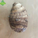 New crop fresh taro ,China,in bags