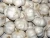 Import New Crops Fresh Garlic White Garlic from China