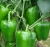 Import NON-GMO high quality vegetables Green Sweet Pepper Seed from China