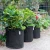 Import OEM 15 gallon felt planter grow pot bag from China