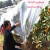 Import OEM service Breathable plant cover Fabric Spunbond Non Woven Winter Proof Tree Protector plant from China