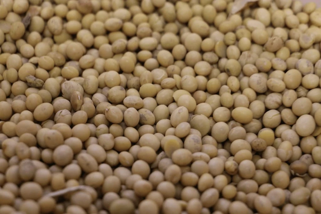 Organic soybean in bulk