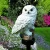 Import Parrot/Owl Decoration Waterproof Led Stake Solar Garden Light from China