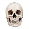 Party Supplies Halloween head Resin Skull Model Medical Skull crafts