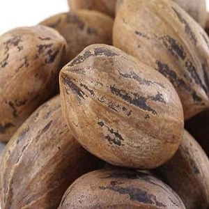 Pecan nuts ready available/ Raw pecan/ shifted pecan nut