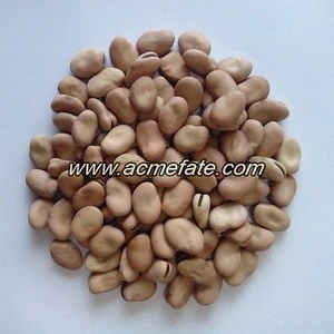 Popular Products Dry Broad Beans