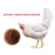 Import Poultry  antiviral  drugs  chinese herbal medicine anti-bird flu medicine from China