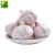 Import Professional Manufacture Cheap Seedlings Pure White Garlic Onion Manufacturers from China