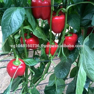 Red Bell peppers,Wholesale Capsicum / Fresh Capsicum Vegetable / Fresh Bell Pepper Egypt