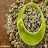 robusta green coffee bean for sale