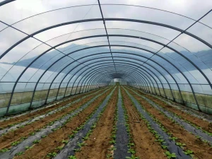 Sainpoly low cost agricultural greenhouse garden greenhouse multi-span plastic cover agricultural plastic film greenhouses