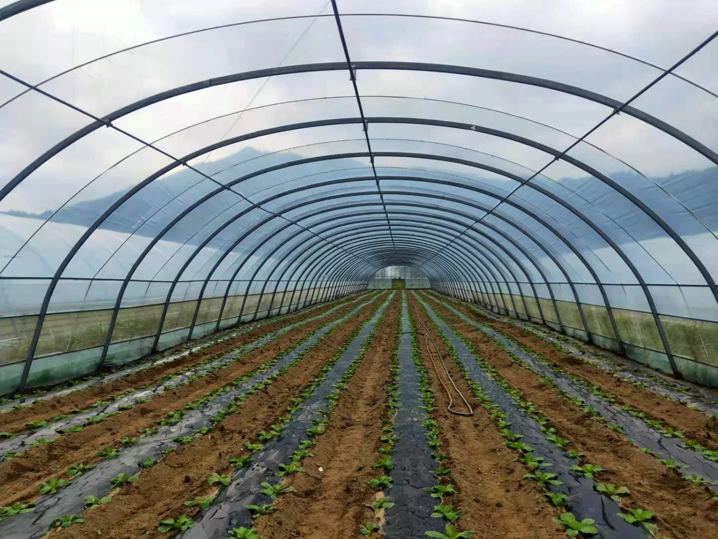 Sainpoly low cost agricultural greenhouse garden greenhouse multi-span plastic cover agricultural plastic film greenhouses