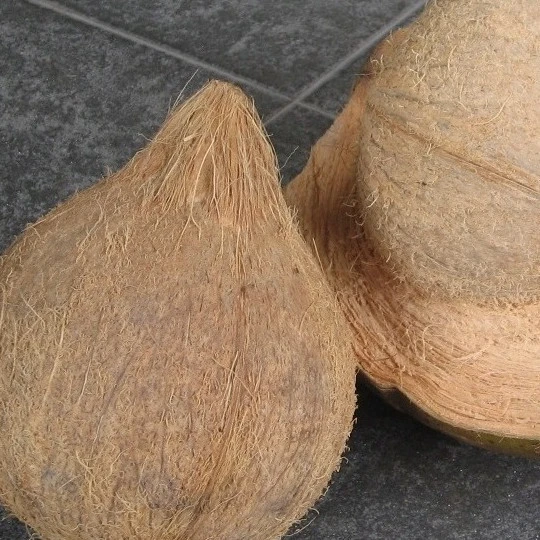 Semi Husked Coconut Price for Buy