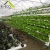 Import Single-span Agriculture Greenhouse with powerful NFT vertical hydroponics growing system from China