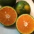 Import South Africa Fresh seedless Green lemon/ Fresh lime for export from South Africa