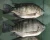 Import Tilapia Fish Best Frozen Seafood New Price from Bangladesh