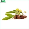 Top Quality &amp; Competitive Price of Natural Jojoba Oil