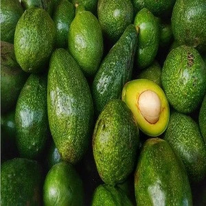 Top Quality Fresh Hass Avocados