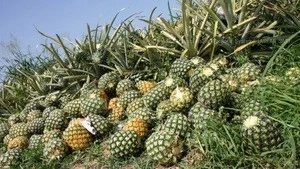 Top Quality Fresh Sweet Pineapples