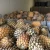 Import Top Quality Fresh Sweet Pineapples from South Africa