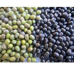 Urad  Vigna Beans Beans