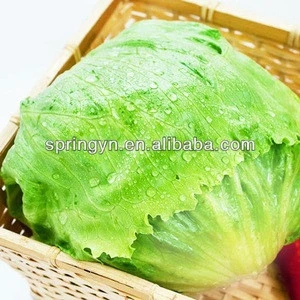 Vegetables frozen packed No rotten leaf lettuce cold transportation romaine lettuce