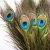 Import Wholesale Cheap Natural Color Peacock Feather With Eyes For Decorations from China
