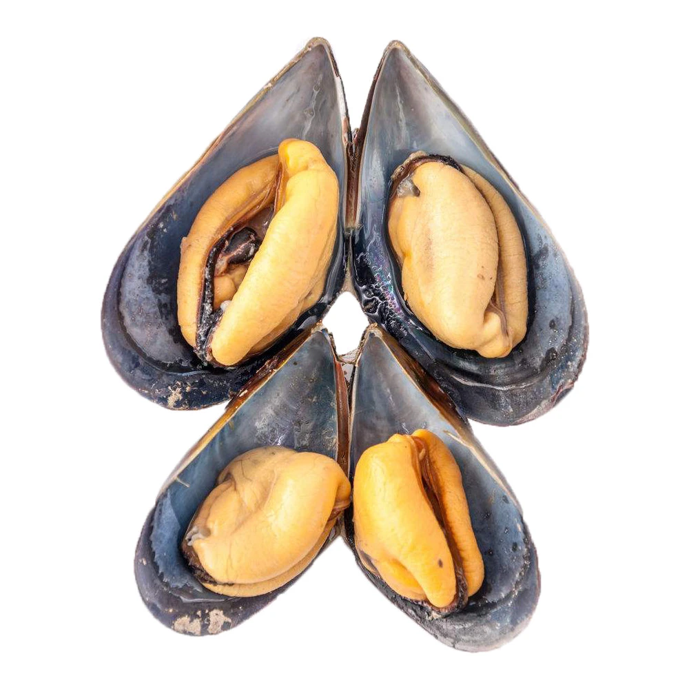 Wholesale china good price frozen half shell blue mussel
