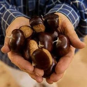 Wholesale Chinese chestnuts for sale dried chestnuts