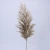 Import Wholesale Phragmites natural dried decorative Pampas Grass preserved flower dried flowers from China
