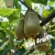 Import Wholesale  Price Fresh Delicious Taste Sweet Juicy red Heart Kiwi Fruits from China