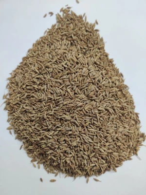 Sigapore quality Cumin seeds