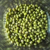 Organic Green Mung Beans Best Quality Wholesale Supply Dried Style in Bulk Packaging Cheap Price