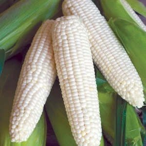 High Quality Dried White Corn Premium White Corn Ready For Bulk Sale And Export To Large Scale Buyers Globally
