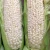 Import High Quality Dried White Corn Premium White Corn Ready For Bulk Sale And Export To Large Scale Buyers Globally from South Africa