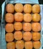 persimmon