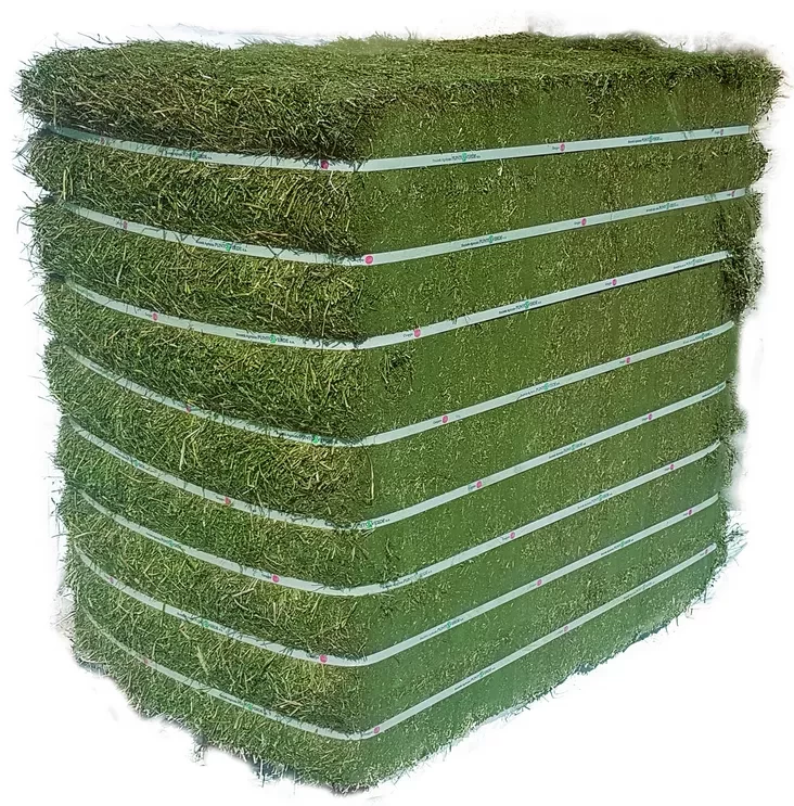 Buy Best Quality Rhodes Grass Hay And Alfalfa Hay from