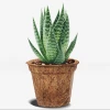 Medium Cocopot Natural Brown