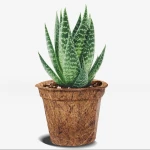 Medium Cocopot Natural Brown