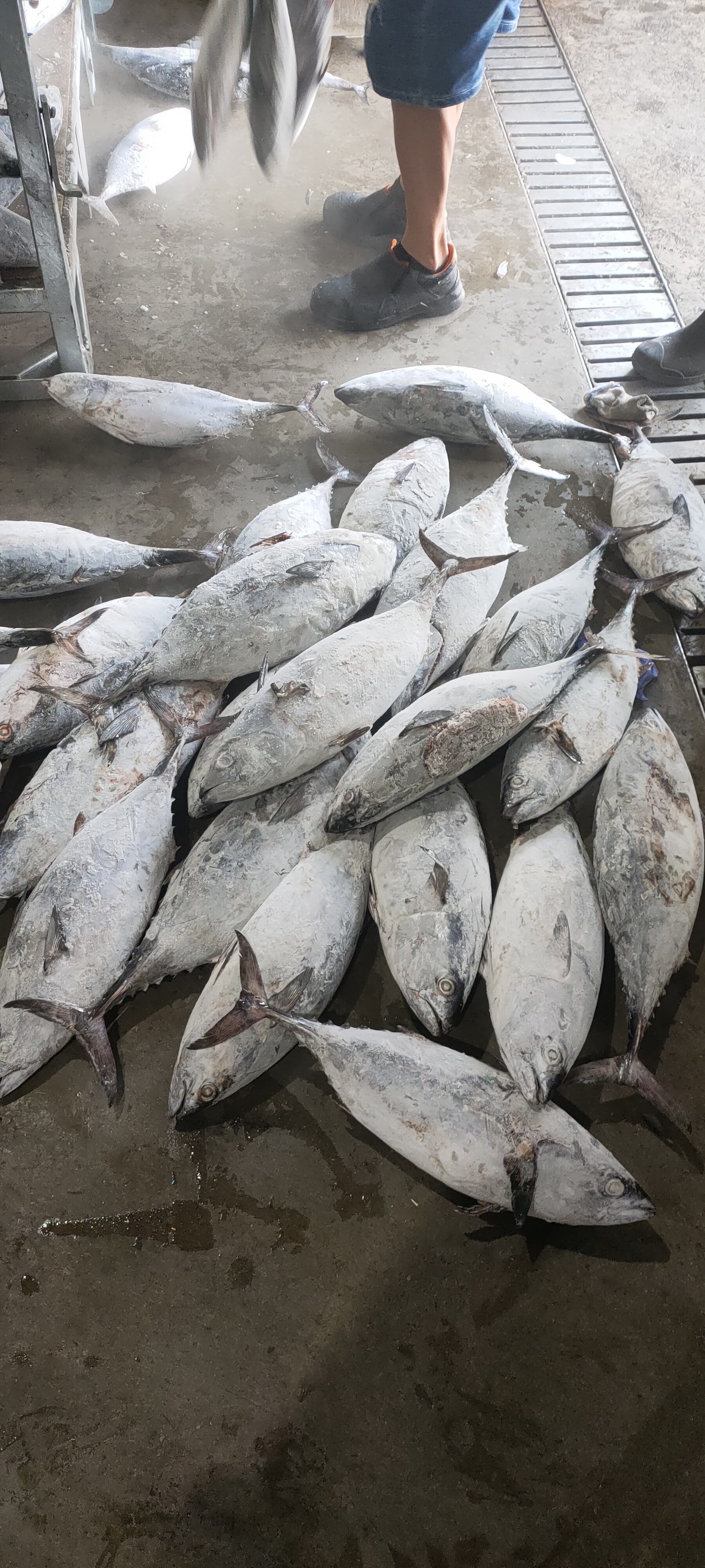 Baked Skipjack Tuna in Oven