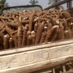 Fresh cassava tubers