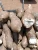 Import Fresh cassava tubers from Nigeria