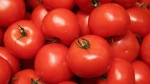High Fresh Quality drum Half Tomato coloring Manufacturer bulk packaging cheap price best tomato best