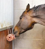 animal lick salt